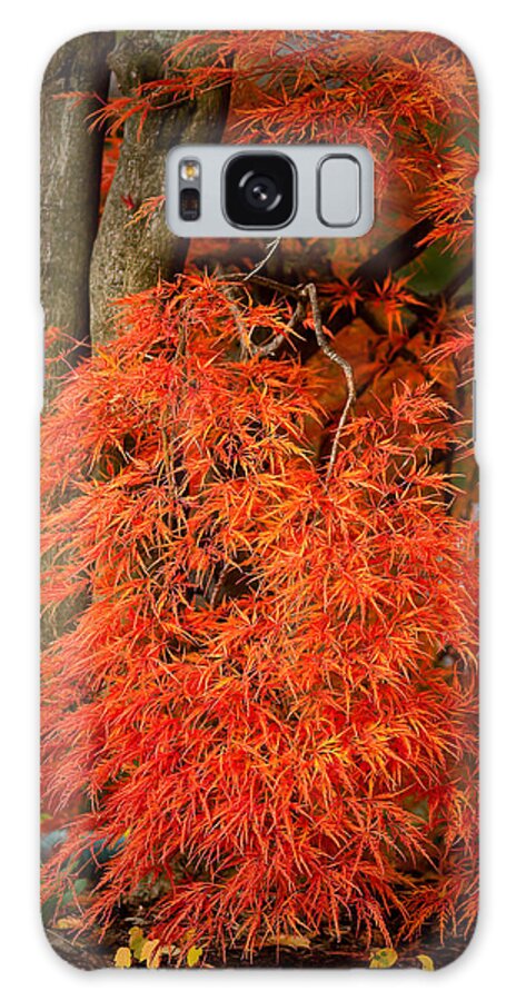 Acer Dissectum Galaxy Case featuring the photograph Japanese Maple in Autumn by Onyonet Photo studios