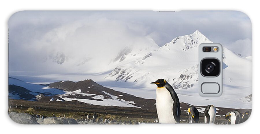 00429488 Galaxy Case featuring the photograph King Penguin On Rocks South Georgia by Flip Nicklin