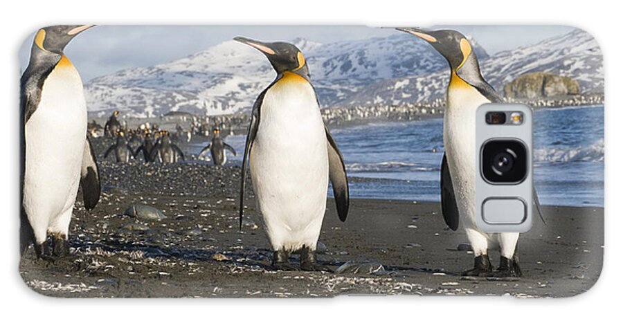 00429487 Galaxy Case featuring the photograph King Penguin Trio On Beach South by Flip Nicklin