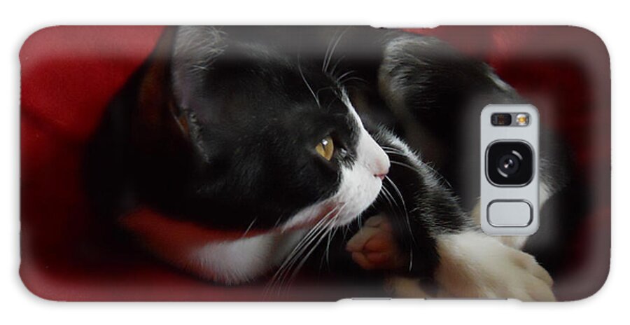 Kitten Galaxy Case featuring the photograph Kitten on Red by Maggy Marsh