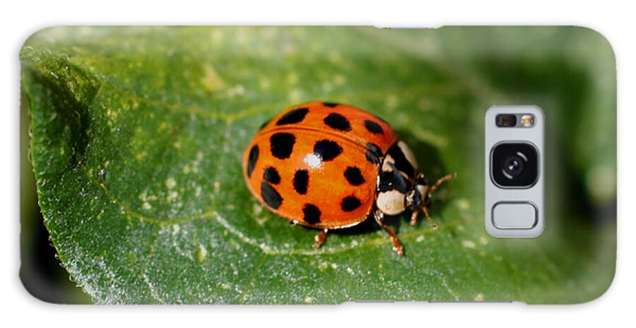Ladybug Galaxy Case featuring the photograph Ladybug by Smilin Eyes Treasures