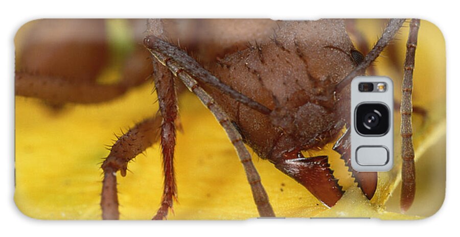 Mp Galaxy Case featuring the photograph Leafcutter Ant Acromyrmex Octospinosus by Mark Moffett