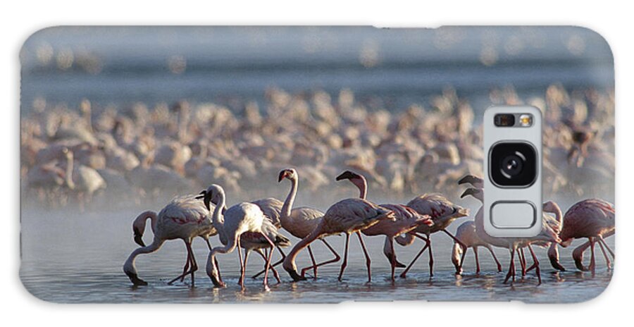 00172098 Galaxy Case featuring the photograph Lesser Flamingo Group Feeding Enmass by Tim Fitzharris