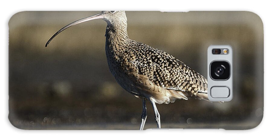 00176436 Galaxy Case featuring the photograph Long Billed Curlew Wading North America by Tim Fitzharris