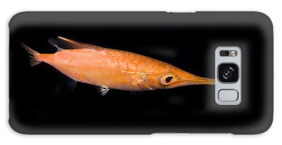 Macroramphosus Scolopax Galaxy Case featuring the photograph Longfin Snipefish by Dante Fenolio
