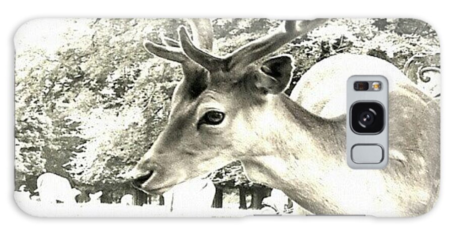 Deer Galaxy Case featuring the photograph Looking At You by Abbie Shores