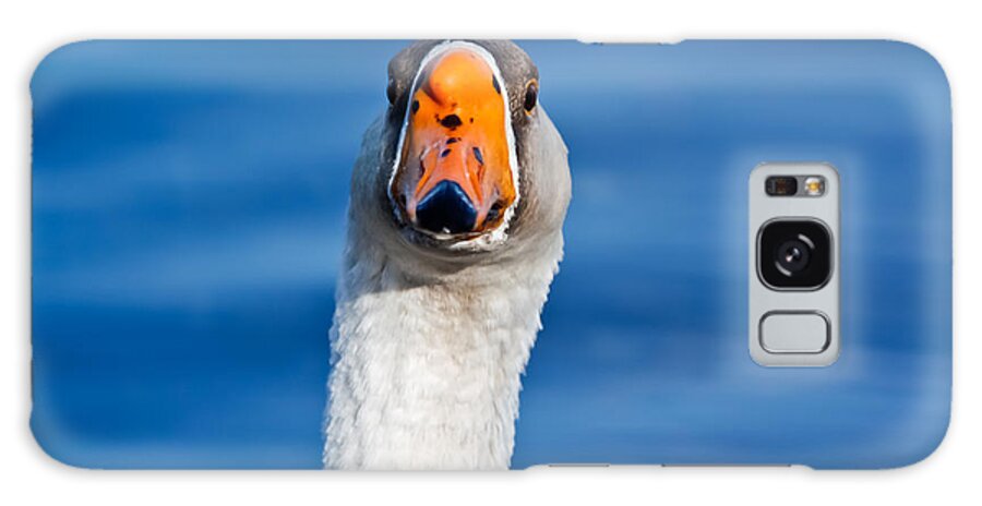 Goose Looking Straight Ahead Galaxy S8 Case featuring the photograph Looking Straight Ahead by Ann Murphy