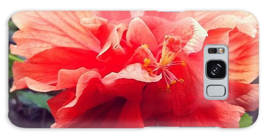 Hibiscus Galaxy Case featuring the photograph Looks Like Some Kind Of #hibiscus by Claudia Gordon
