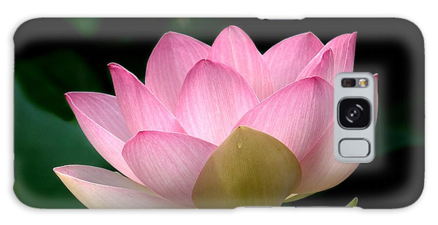 Nature Galaxy Case featuring the photograph Lotus Beauty--Blushing DL003 by Gerry Gantt