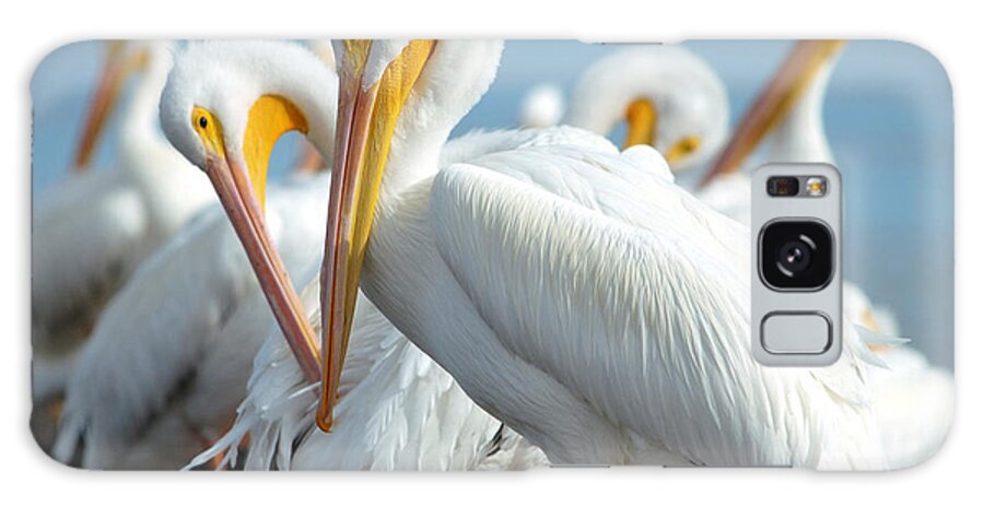 Pelicans Galaxy Case featuring the photograph Love is in the air... by Maria Nesbit