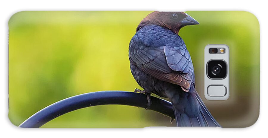 Bird Galaxy Case featuring the photograph Male Cowbird - Back Profile by Bill and Linda Tiepelman