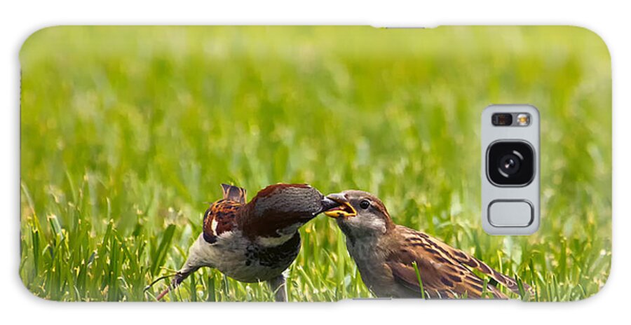 House Sparrow Galaxy Case featuring the photograph Male House Sparrow Feeding Female by Bill and Linda Tiepelman