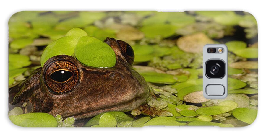 Mp Galaxy Case featuring the photograph Marsupial Frog Gastrotheca Riobambae by Pete Oxford