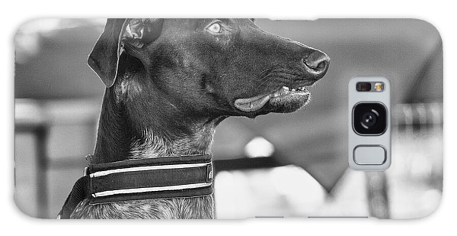 Dog Galaxy Case featuring the photograph Mesmerized by Eunice Gibb