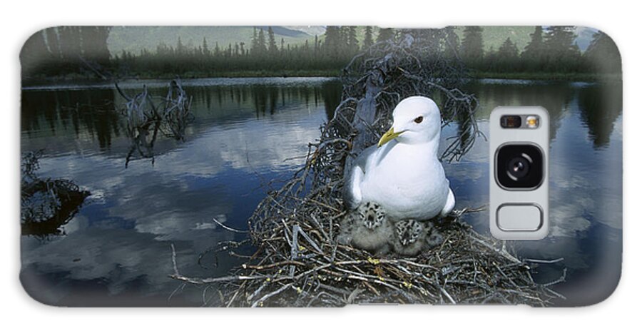 Mp Galaxy Case featuring the photograph Mew Gull Larus Canus On Nest In Tree by Michael Quinton