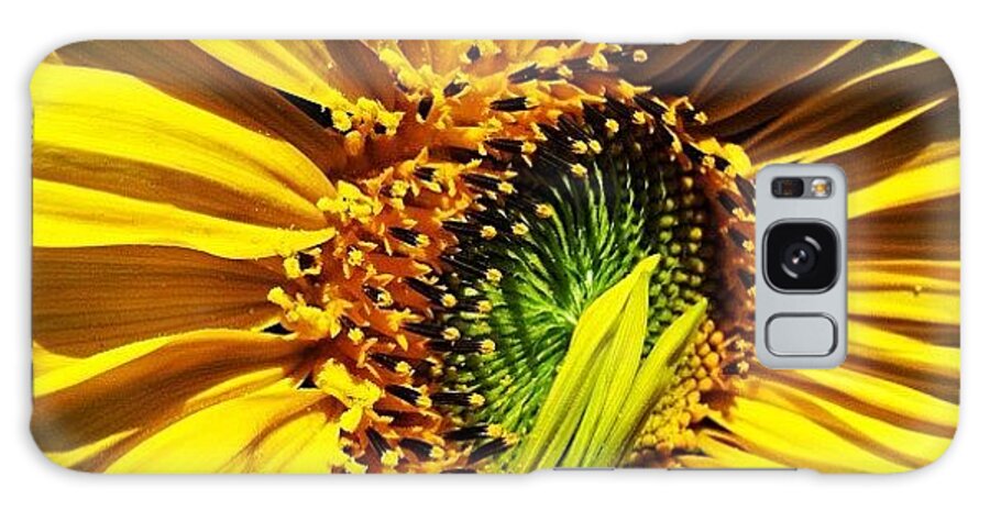 Sunflower Galaxy Case featuring the photograph Morning Sun by Gwyn Newcombe