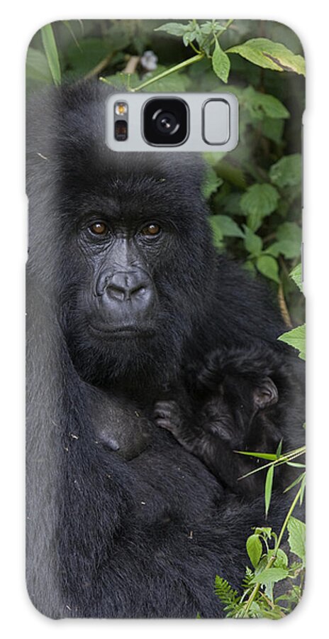 00427965 Galaxy Case featuring the photograph Mountain Gorilla Mother And Infant Parc by Suzi Eszterhas