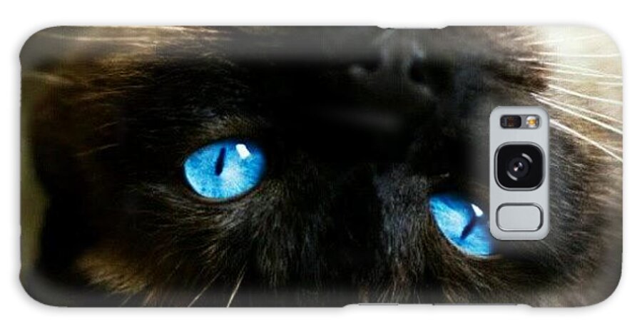 Pet Galaxy Case featuring the photograph Ms. Kitty And Those Blue Eyes by Mary Carter