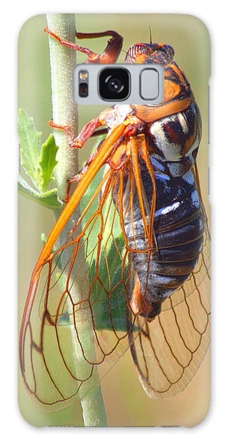 Cicada Galaxy Case featuring the photograph Noisy Cicada by Shane Bechler