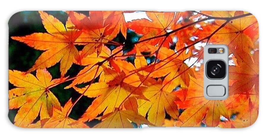 Fall Color Galaxy Case featuring the photograph Orange Maple Leaves by Anna Porter