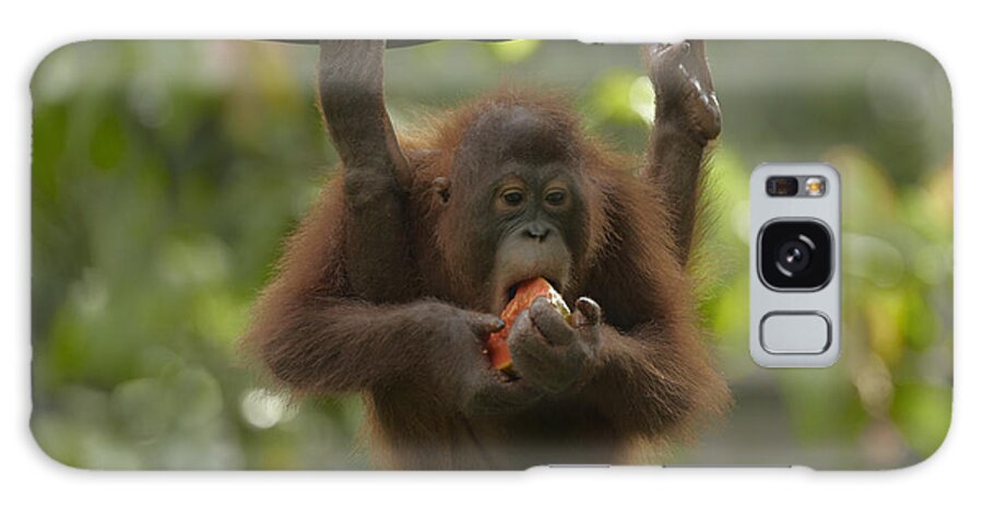 Mp Galaxy Case featuring the photograph Orangutan Pongo Pygmaeus Young Eating by Tim Fitzharris