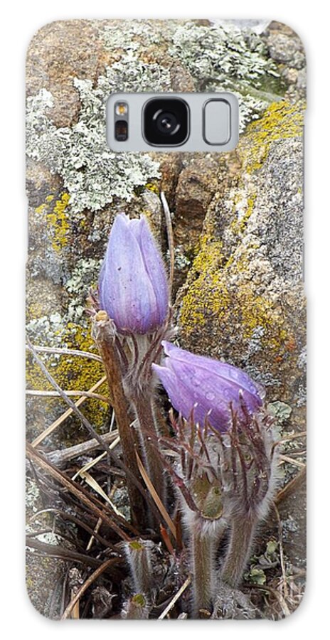 Pasque Flowers Galaxy Case featuring the photograph Pasque Flowers by Dorrene BrownButterfield