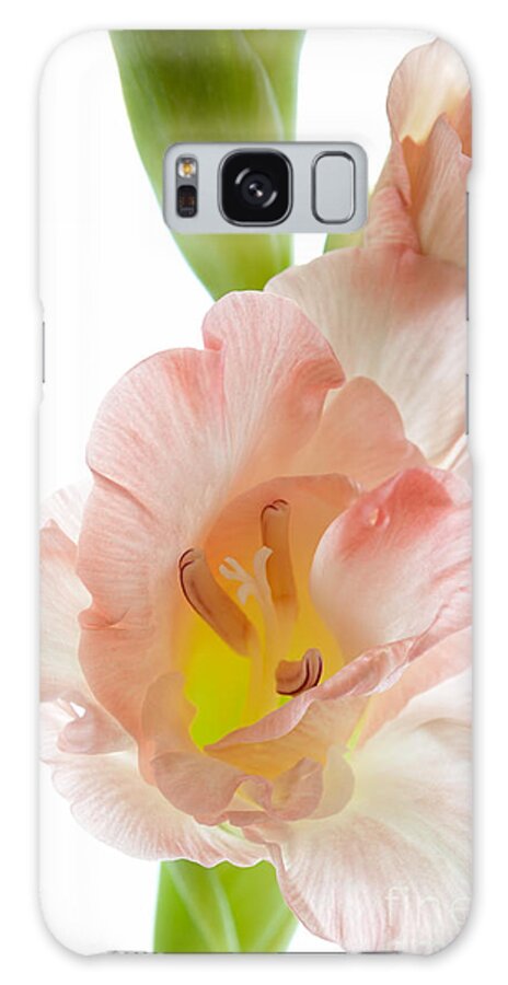 Gladiolus Galaxy Case featuring the photograph Peach Flushed Gladiolus by Ann Garrett