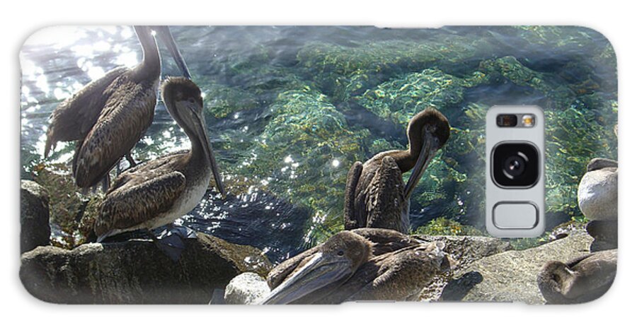 Pelicans Galaxy Case featuring the photograph Pelicans by Kathy Corday