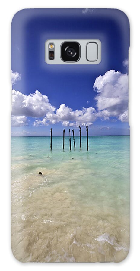 Aruba Galaxy S8 Case featuring the photograph Pelicans of Sunny Aruba by David Letts