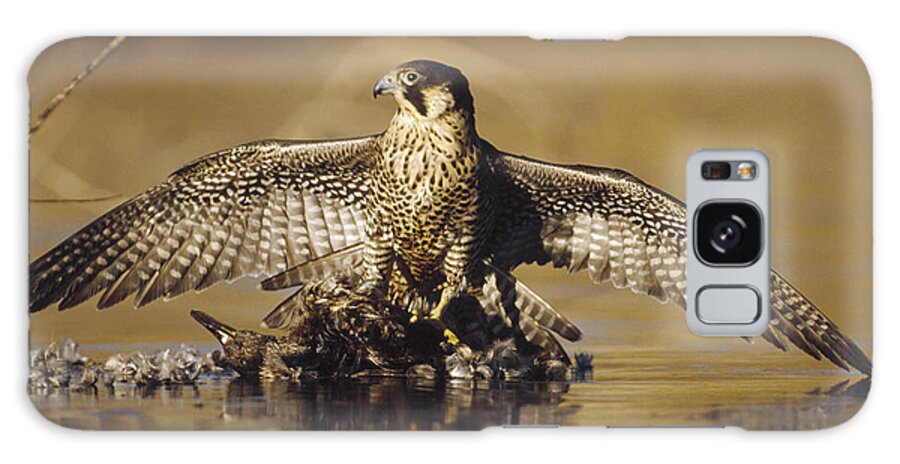 00170087 Galaxy Case featuring the photograph Peregrine Falcon Adult In Protective by Tim Fitzharris