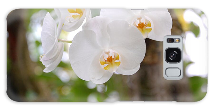Phalaenopsis Aphrodite Moon Orchid Galaxy Case featuring the photograph Phalaenopsis aphrodite moon orchid by Susan Stevens Crosby