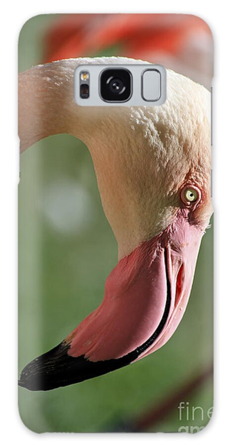 Animal Galaxy Case featuring the photograph Pink Flamingo by Teresa Zieba