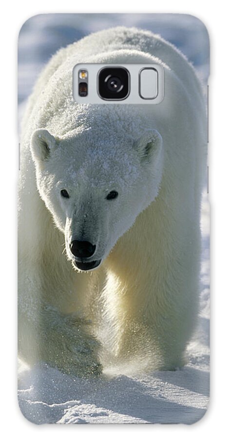 Mp Galaxy Case featuring the photograph Polar Bear Ursus Maritimus Walking by Konrad Wothe