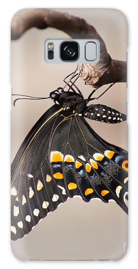 Butterfly Galaxy Case featuring the photograph Pre-Flight Black Swallowtail by Robert E Alter Reflections of Infinity