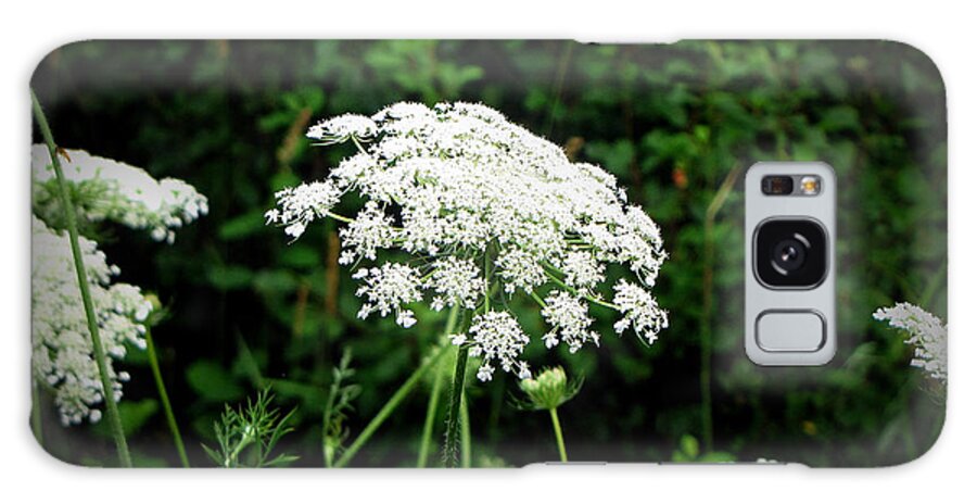 Queen Anne's Lace Galaxy Case featuring the photograph Queen Anne's Lace by Ms Judi