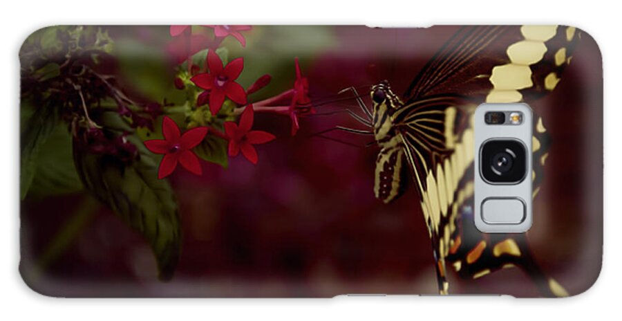 Nature Galaxy Case featuring the photograph Radiant Swallowtail by Linda Tiepelman