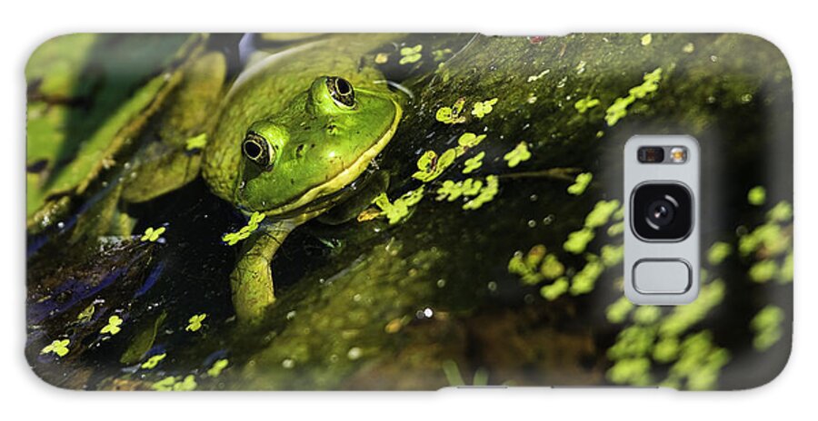 Green Frog Galaxy S8 Case featuring the photograph Rana clamitans or Green frog by Perla Copernik