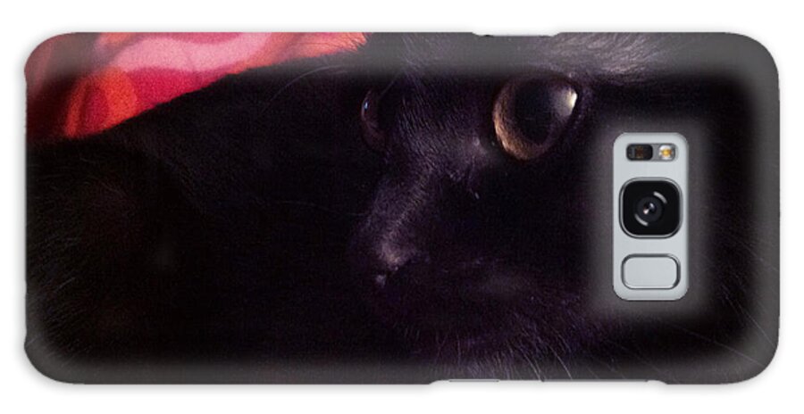 Cat Galaxy Case featuring the photograph Red cover black cat by Mikael Andersson