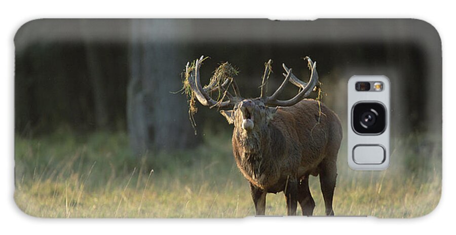 Mp Galaxy Case featuring the photograph Red Deer Cervus Elaphus Male Calling by Konrad Wothe