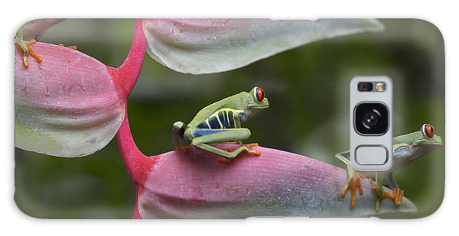 00176421 Galaxy Case featuring the photograph Red Eyed Tree Frog Three Sitting by Tim Fitzharris