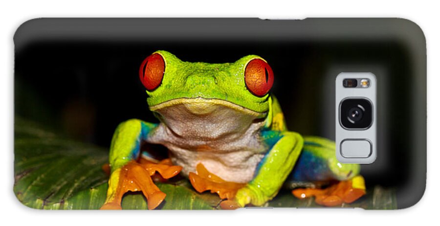 Frog Galaxy Case featuring the photograph Red Eyes 1 by Tom and Pat Cory