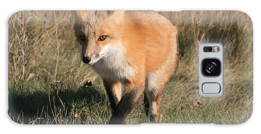 Scenery Galaxy Case featuring the photograph Red Fox Coming at You by Mary Mikawoz
