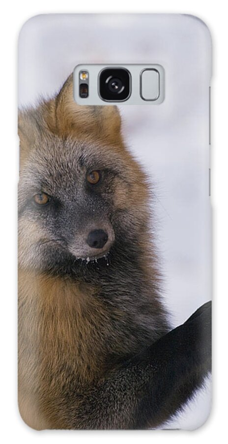 Mp Galaxy Case featuring the photograph Red Fox Vulpes Vulpes Scratching Tree by Michael Quinton