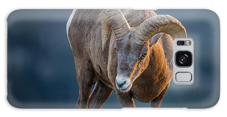 2012 Galaxy Case featuring the photograph Rocky Mountain Big Horn Ram by Ronald Lutz