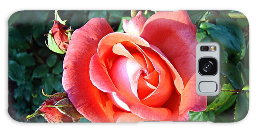 Rose Galaxy Case featuring the photograph Rose in Setting Sun by Nick Kloepping