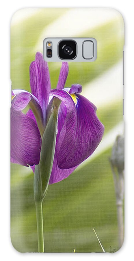 Green Galaxy S8 Case featuring the photograph Purple Japanese Water Iris by Cindy Garber Iverson