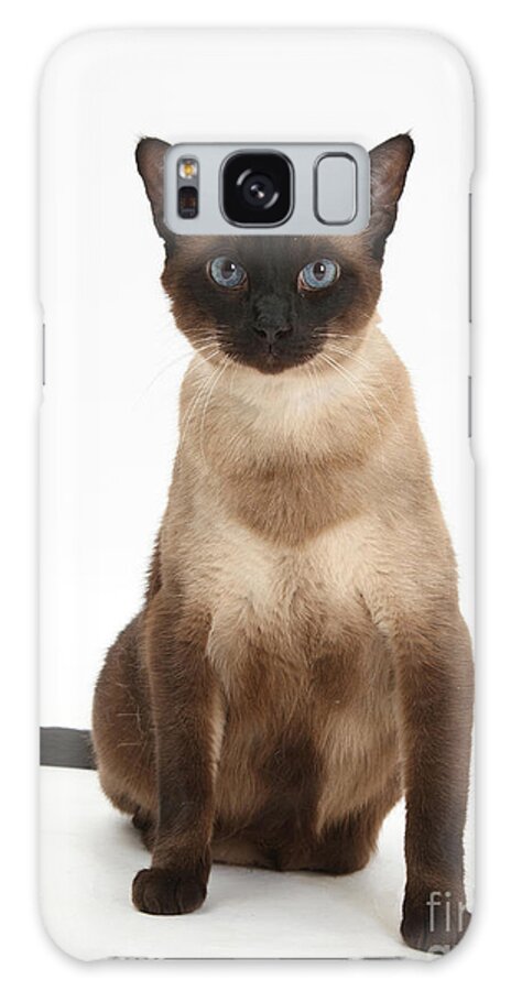 Siamese Galaxy Case featuring the photograph Seal Point Siamese Cat by Mark Taylor