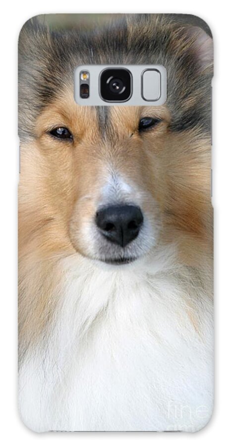 Dogs Galaxy Case featuring the photograph Sheltie by Living Color Photography Lorraine Lynch