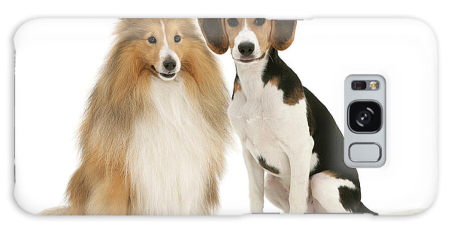 White Background Galaxy Case featuring the photograph Shetland Sheepdog And Beagle Puppy by Jane Burton