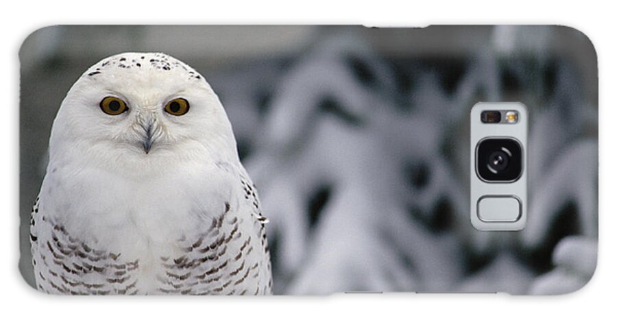 Mp Galaxy Case featuring the photograph Snowy Owl Nyctea Scandiaca Camouflaged by Gerry Ellis